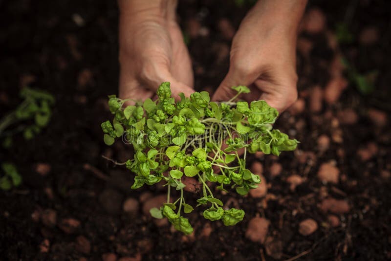 Hands planting plant stock image