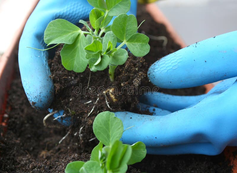 Hands planting a small plants royalty free stock photography