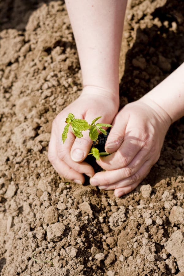 Hands Planting a Tree stock images