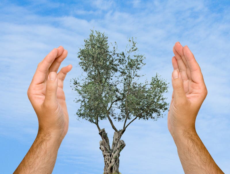 Hands protecting olive tree