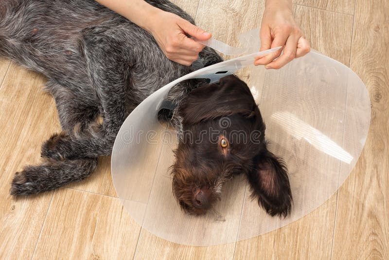Hands Putting on the Dog Elizabethan Collar Stock Image Image of