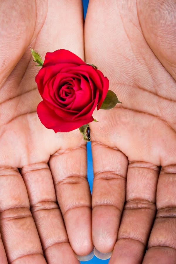 Hands with Red Valentine Rose Stock Photo Image of valentine, love