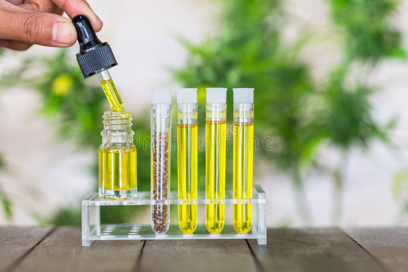 The Hands of Scientists Dropping Marijuana Oil for Experimentation and ...