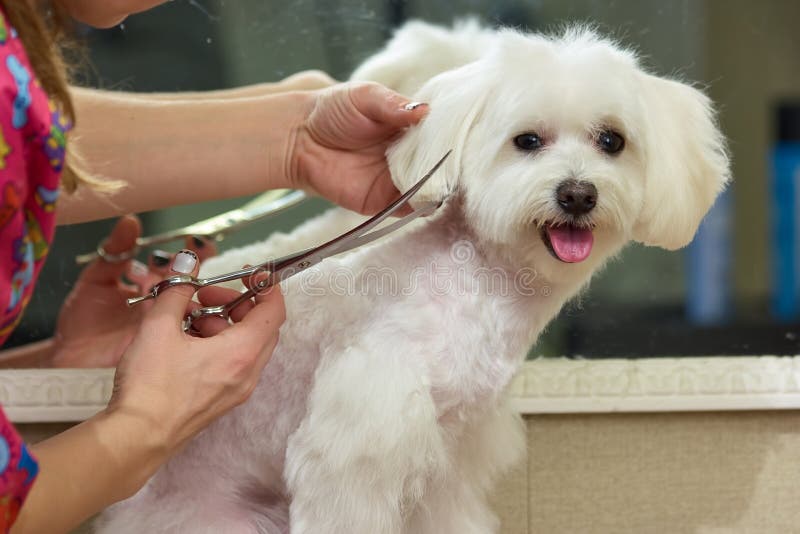 Hands with Scissors, Dog Grooming. Stock Photo Image of competition