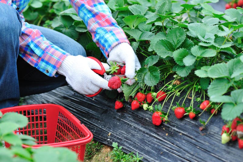 People in strawberry field stock photo. Image of green 17069680