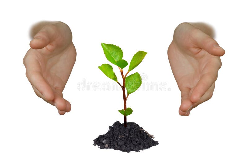 Hands shielding young tree