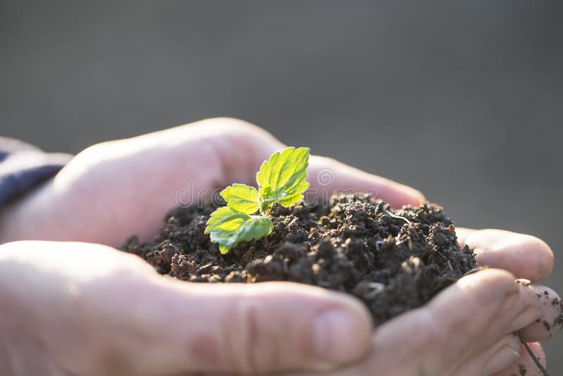 400 Fake Soil Stock Photos - Free & Royalty-Free Stock Photos from  Dreamstime