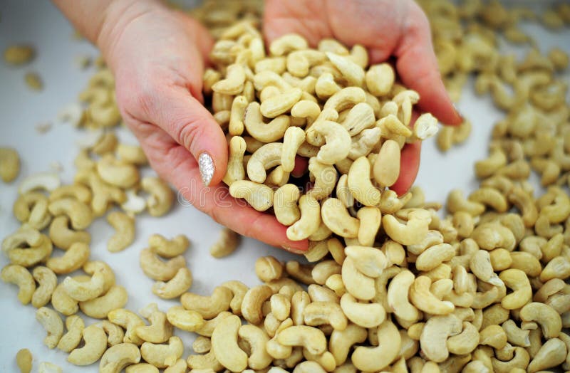 Female hands with tasty cashew nuts handful of cashew seeds closeup Pile cashew nuts without shell, rotates, close up, top view. Whole nut kernels Women&#x27;s hands are sorting and stroking nuts. Female hands with tasty cashew nuts handful of cashew seeds closeup Pile cashew nuts without shell, rotates, close up, top view. Whole nut kernels Women&#x27;s hands are sorting and stroking nuts