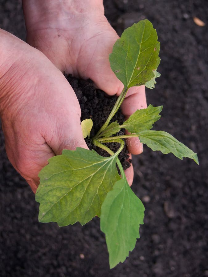 Hands sprout plant