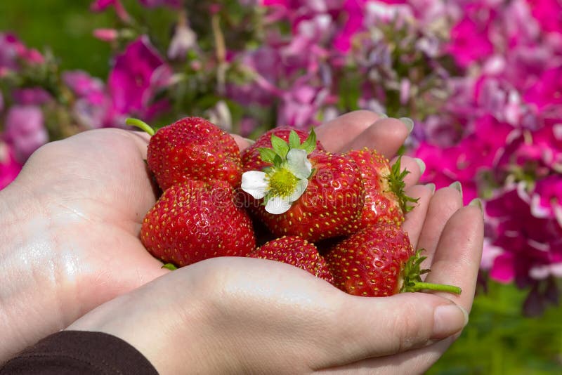 Hands with strawberries