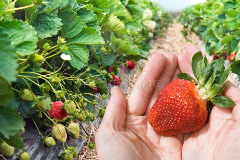 Rukou s berry na jahodové plantáži pozadí, zaměřit se na popředí.