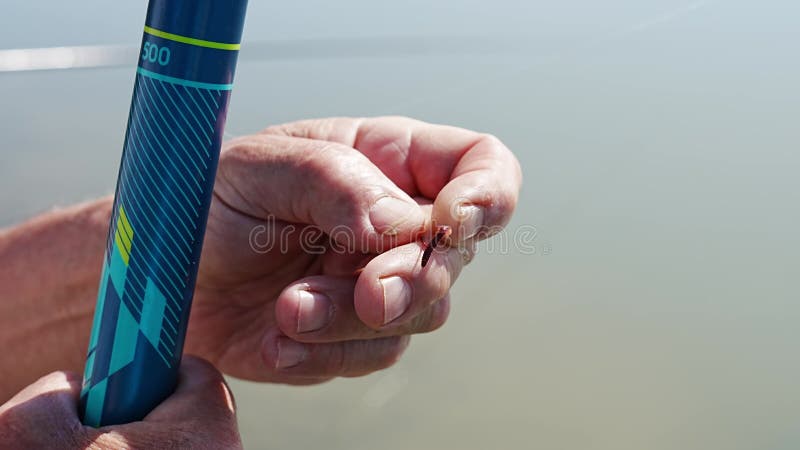 Hands String the Worm on a Fish Hook. Stock Footage - Video of angler ...