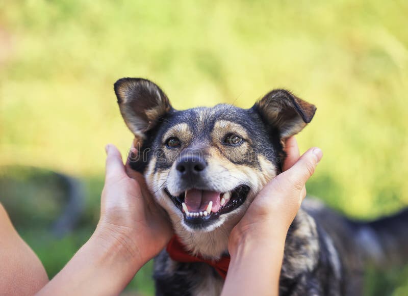 Human hands stroking behind the ears cute a brown rather smiling dog in a smart red butterfly in a summer garden