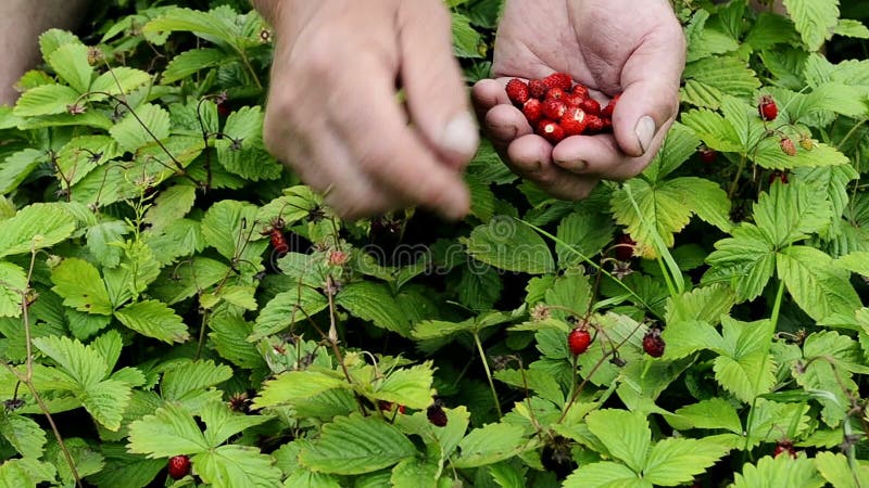 Man`s hand picking wild strawberries in the grass close up. Berry of wild strawberry. Picking wild strawberries. Small berries in