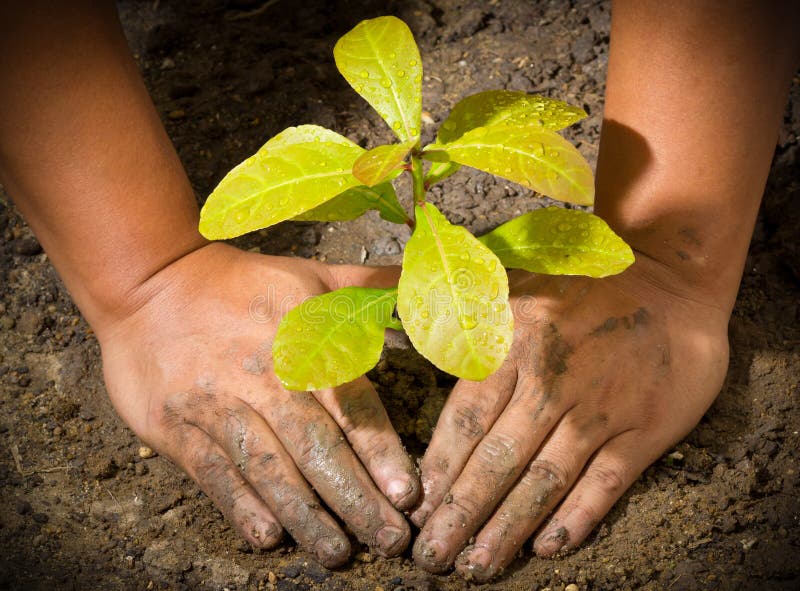 Hands and tree ground plant