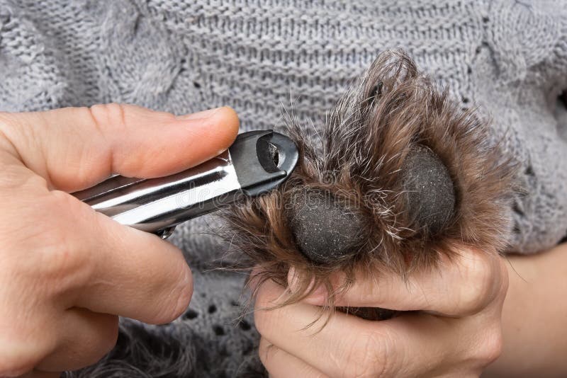 374 Vet Trimming Claws Stock Photos Free & RoyaltyFree Stock Photos