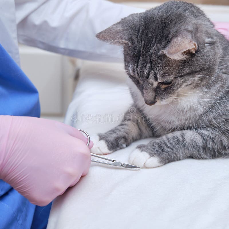 Cutting Claws on a Cat`s Paws by a Veterinarian on a Desk Vet Office