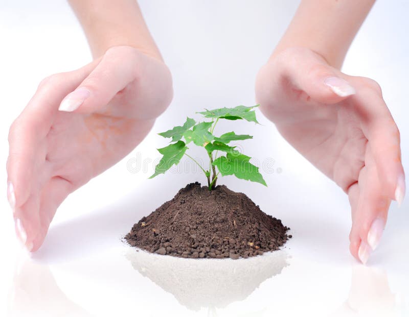 Hands of woman and green sprout