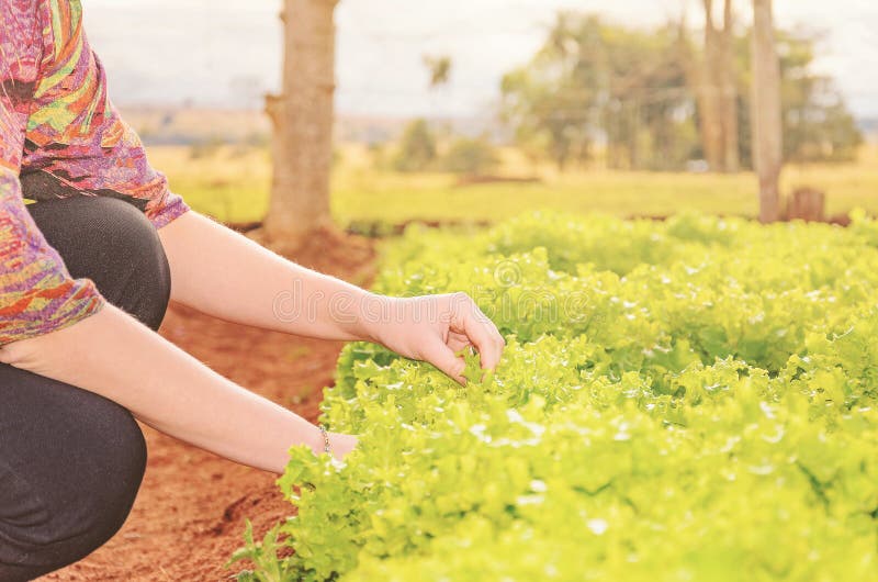 Hands of a Woman Picking Lettuce on a Vegetable Garden of a Farm Stock
