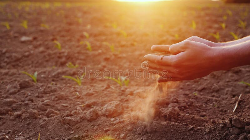 The hands of the young farmer keep fertile soil on the field with corn seedlings. Organic Products Concept