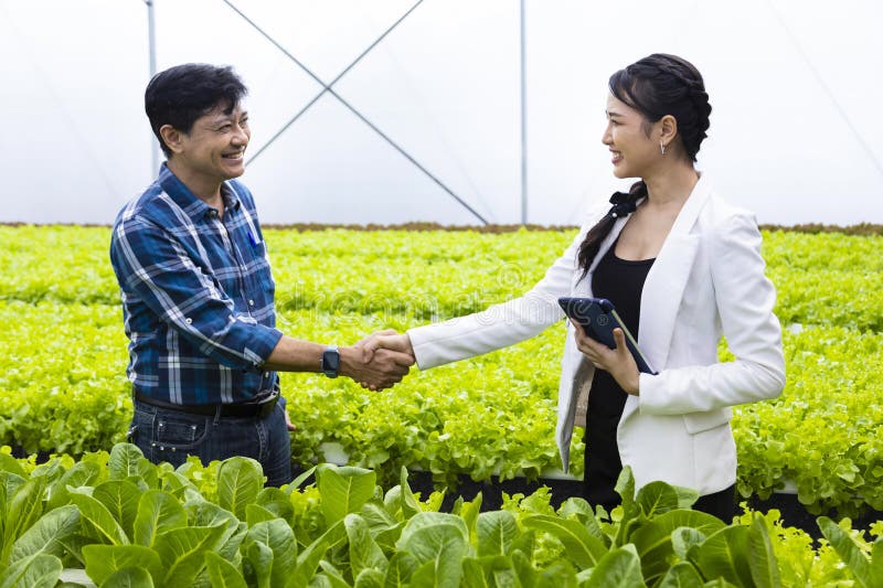 Handshaking between Asian farmer and his new local business entrepreneur inside his hydroponics salad lettuce greenhouse for new partnership usage. Handshaking between Asian farmer and his new local business entrepreneur inside his hydroponics salad lettuce greenhouse for new partnership usage