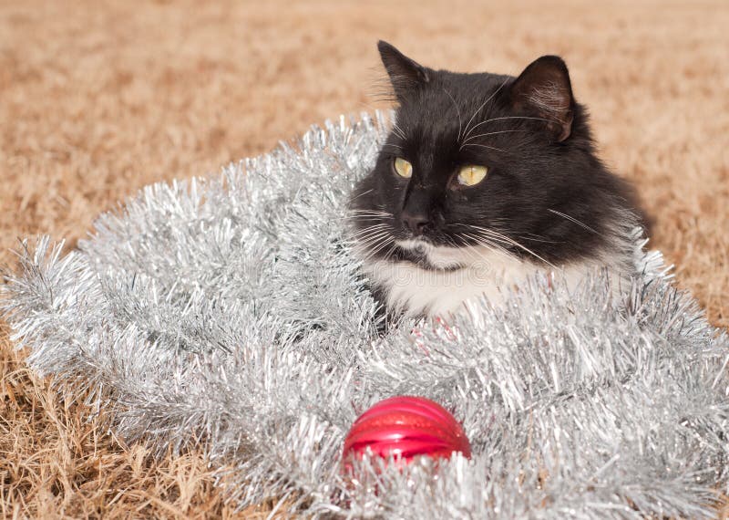 Handsome black and white cat covered in silver tinsel stock photos Handsome black and white cat covered in silver tinsel stock photos