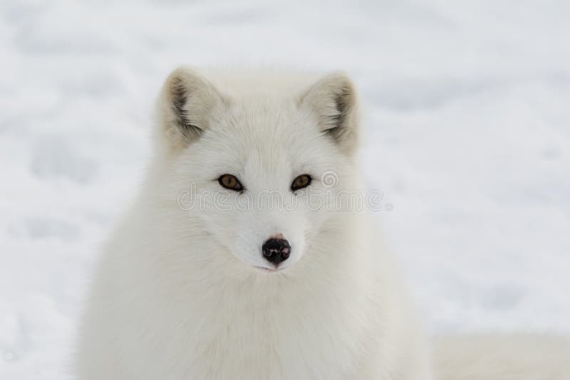 Handsome Brown Eyed Arctic Fox in Quebec