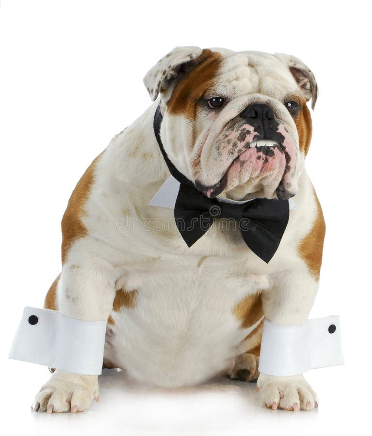 english bulldog bow tie