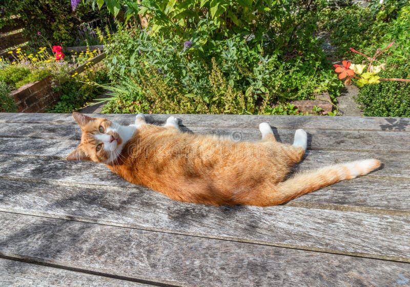 Handsome Ginger Cat Lying on a Wooden Bench and Looking at the Camera, in a Beautiful Garden