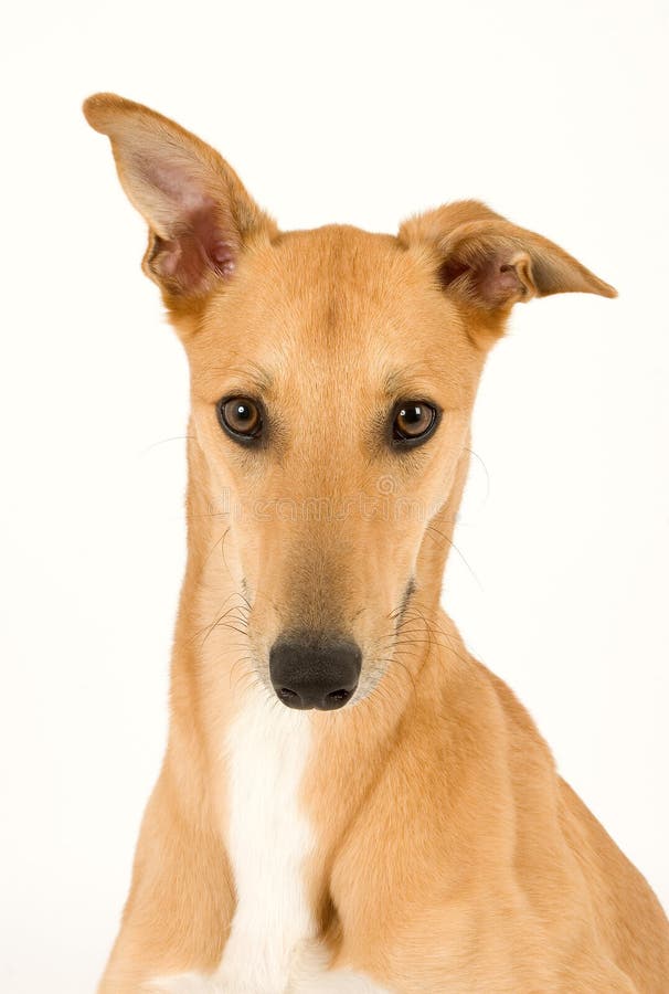 Handsome Greyhound stock image. Image of canine, young 4412081