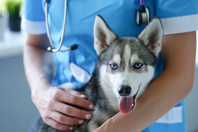 Alaskan Klee Kai Dog. Mini Husky Stock Photo - Image of forest, husky:  151735770