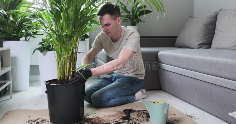 Bărbat chipeș care adaugă pământ într-o oală mare cu un palmier stock footage