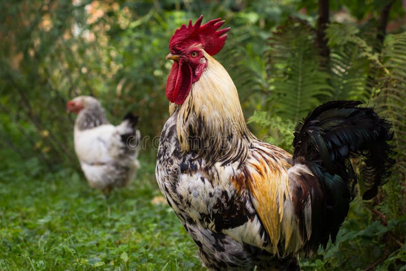 Handsome rooster stock image. Image of yard, farm, food - 61335517