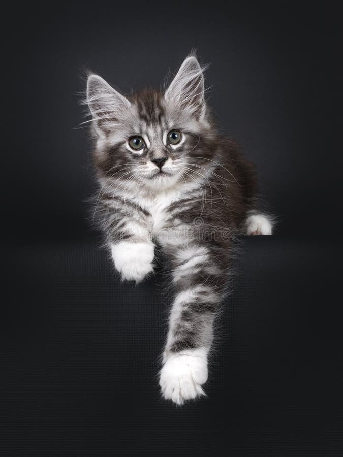 silver tabby cat maine coon silver tabby cat maine coon