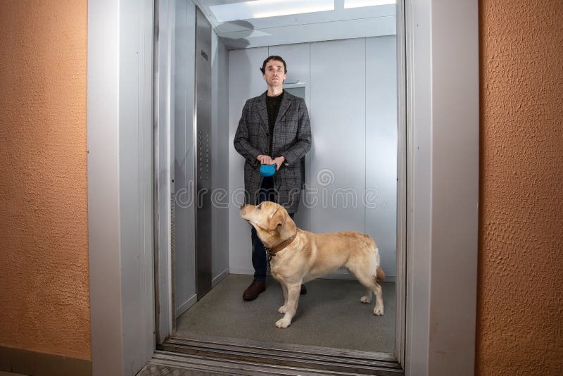 Handsome Stylish Man Standing with Labrador Dog in Elevator Stock Image