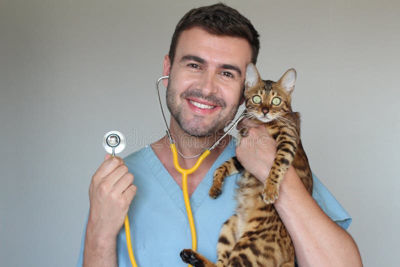 Handsome Vet Holding a Cute Bengal Cat Stock Image Image of affection, care 119876721