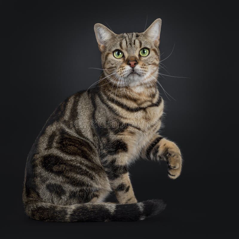 brown short haired tabby brown short haired tabby