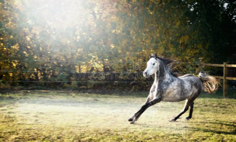 Handsome young stallion horse runs gallop on beautiful pasture background royalty free stock image Handsome young stallion horse runs gallop on beautiful pasture background royalty free stock image