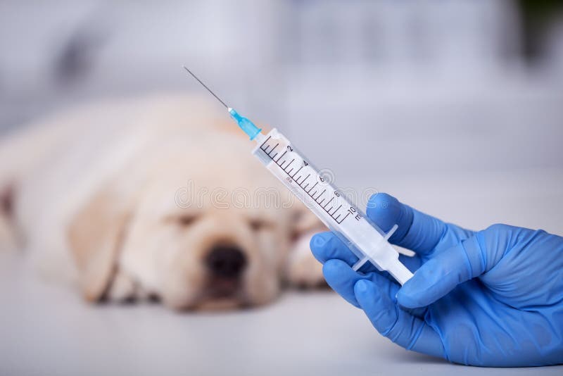 Handspruta för djurhälso- och sjukvård med vaccin för en liten valparhund i bakgrunden royaltyfria foton