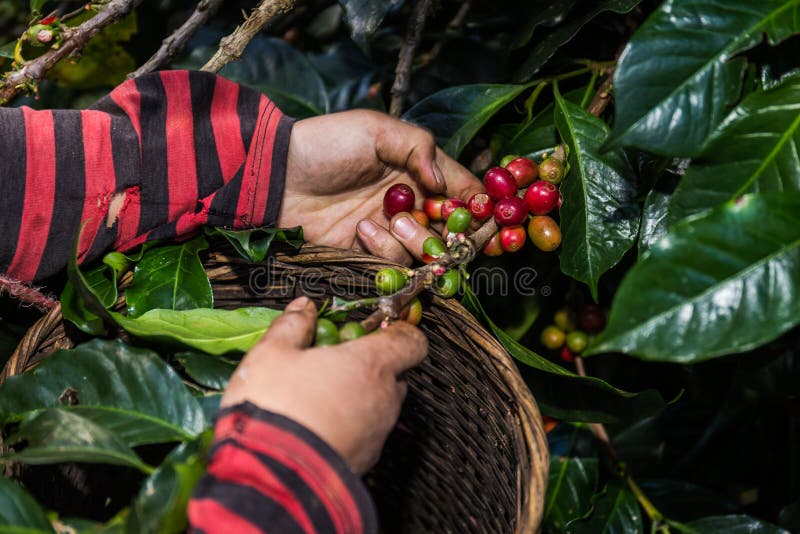 Handvoll frische organische Kaffeebohnen lizenzfreies stockbild Handvoll frische organische Kaffeebohnen lizenzfreies stockbild