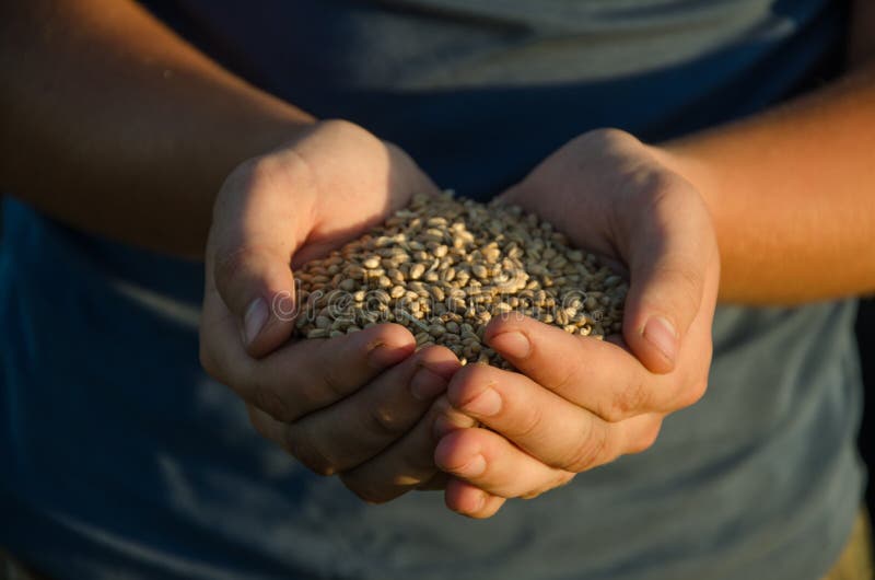Handvoll Körner des Weizens lizenzfreies stockfoto Handvoll Körner des Weizens lizenzfreies stockfoto