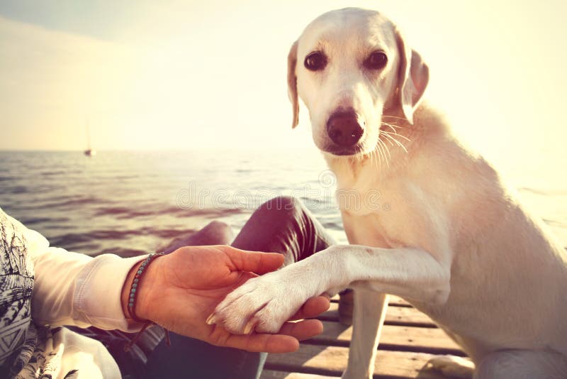 Handzeichen Des Hundes Tatzen Und Mannder Freundschaft Stockfoto