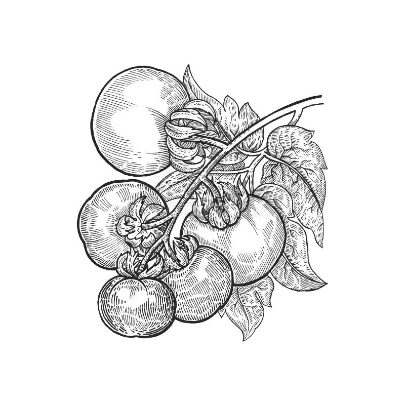 Handzeichnungs-Gemüsetomate lizenzfreie abbildung Handzeichnungs-Gemüsetomate lizenzfreie abbildung