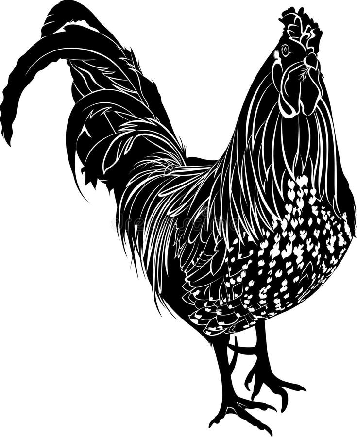 hane Hönstupp Bondefågelhane stock illustrationer hane Hönstupp Bondefågelhane stock illustrationer