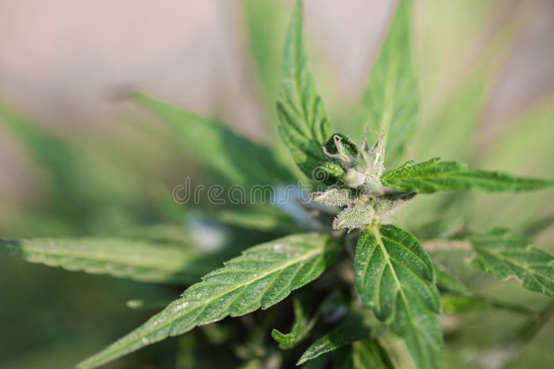 Hanf der bl?henden Knospen des Marihuanas, Hanfanlage Bl?hende Pflanze des medizinischen Hanfs lizenzfreie stockfotos Hanf der bl?henden Knospen des Marihuanas, Hanfanlage Bl?hende Pflanze des medizinischen Hanfs lizenzfreie stockfotos