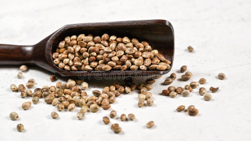 Hanf ohne Schale - Cannabis sativa - in einem kleinen, dunklen Holzlöffel auf weißem Schreibtisch stockbild Hanf ohne Schale - Cannabis sativa - in einem kleinen, dunklen Holzlöffel auf weißem Schreibtisch stockbild