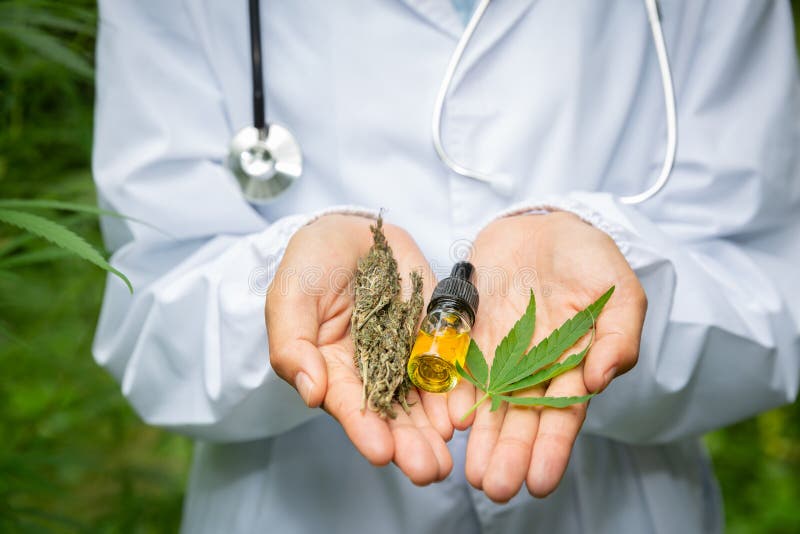 Hanf- und Cannabisblätter, die in die Hände eines Arztes oder Forschers gelegt werden, Hintergrund mit Stethoskop, lizenzfreie stockfotos Hanf- und Cannabisblätter, die in die Hände eines Arztes oder Forschers gelegt werden, Hintergrund mit Stethoskop, lizenzfreie stockfotos