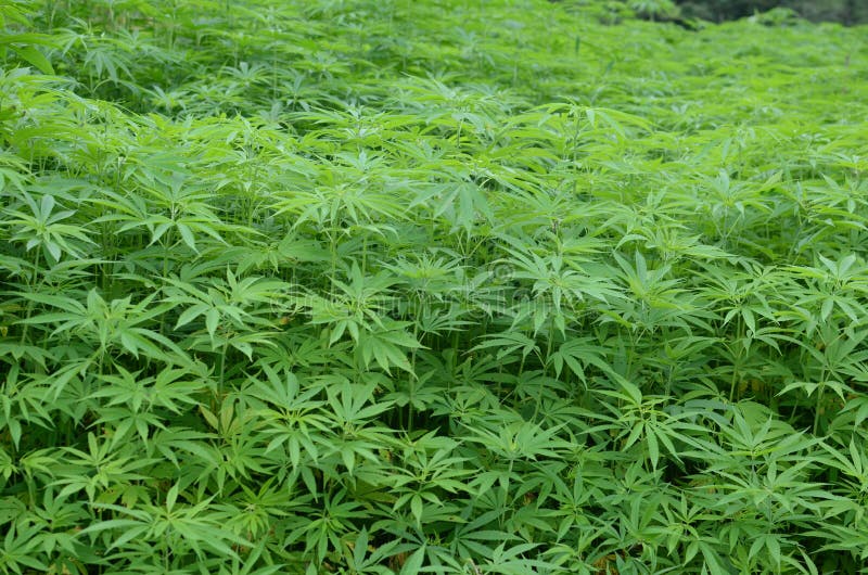 Hanfmarihuana lizenzfreie stockbilder Hanfmarihuana lizenzfreie stockbilder
