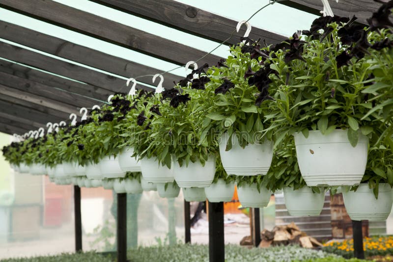 Hanged flowers stock photo. Image of flora, blooming 53669026