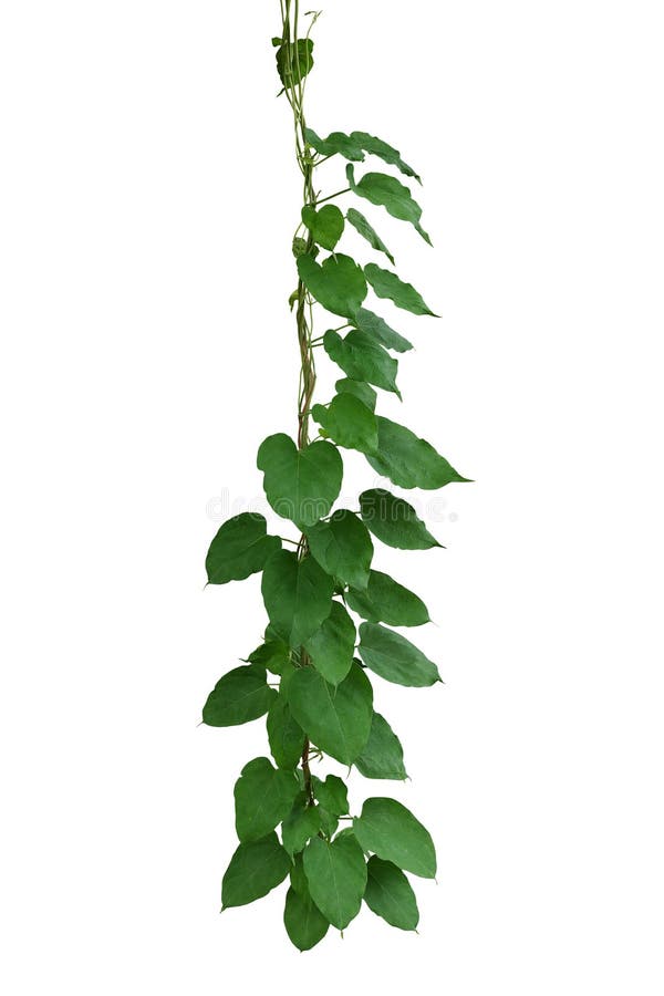 Hangende wijnstokken jungle liana plant in het wild met groene bladeren in hartvorm die geïsoleerd zijn op witte achtergrond met u